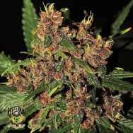 Reeferman Seeds Purple Congo Kush